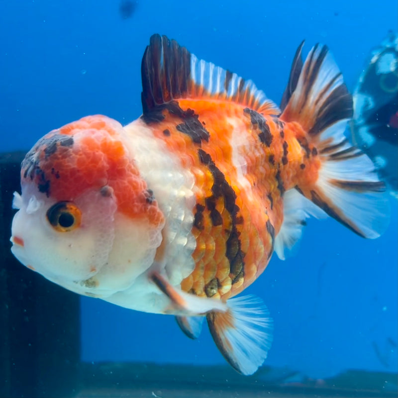Thai Oranda Tri-Color Calico 4” Body Male(CK-1108)SHOWTANK2