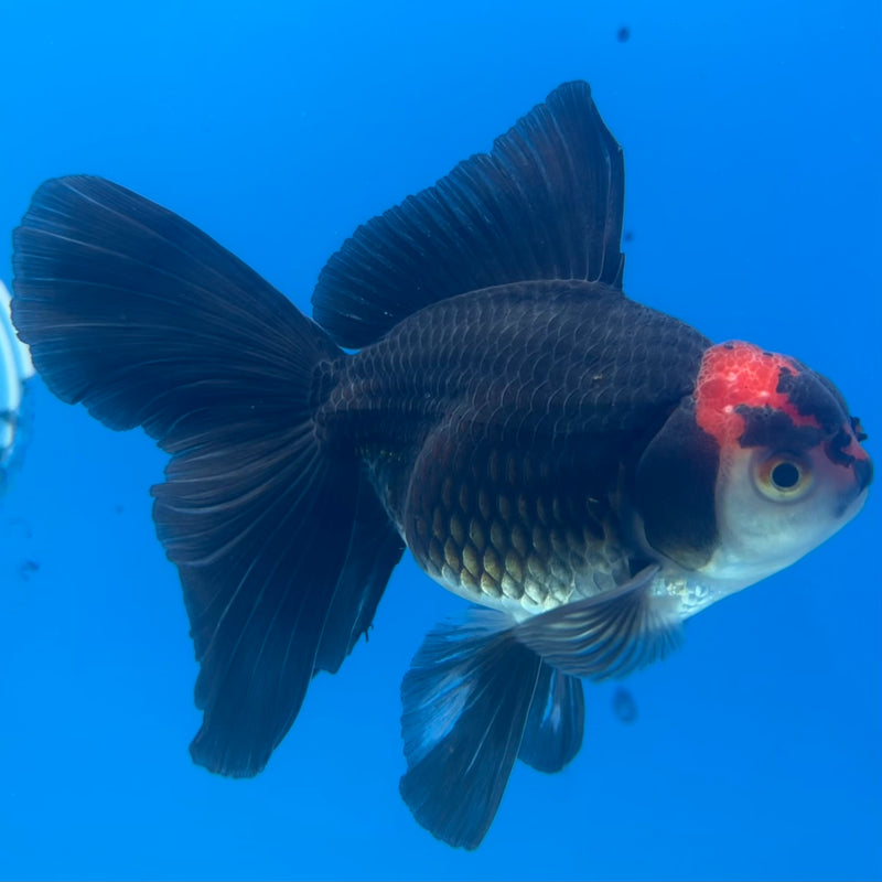 Thai Oranda Tri-Color 3” Body Male(CK-1416)R3A11
