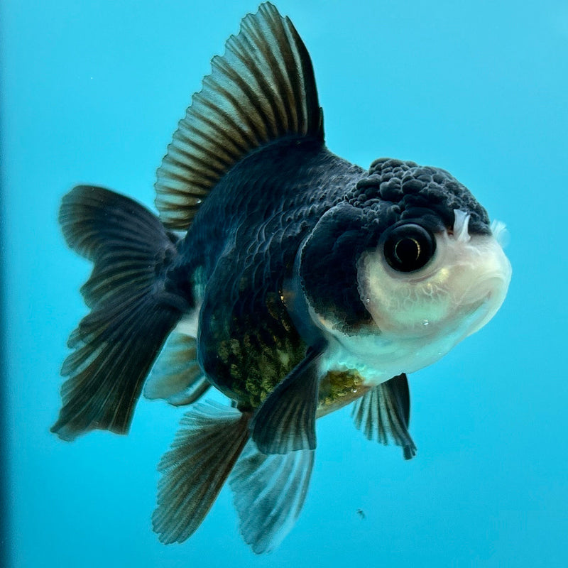 Thai Panda Oranda 2”Body Female (JCD-108)R4B11