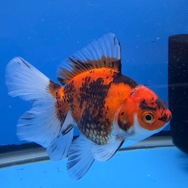 Thai Oranda Tri-Color 3in Female (FEB-294)R2B05
