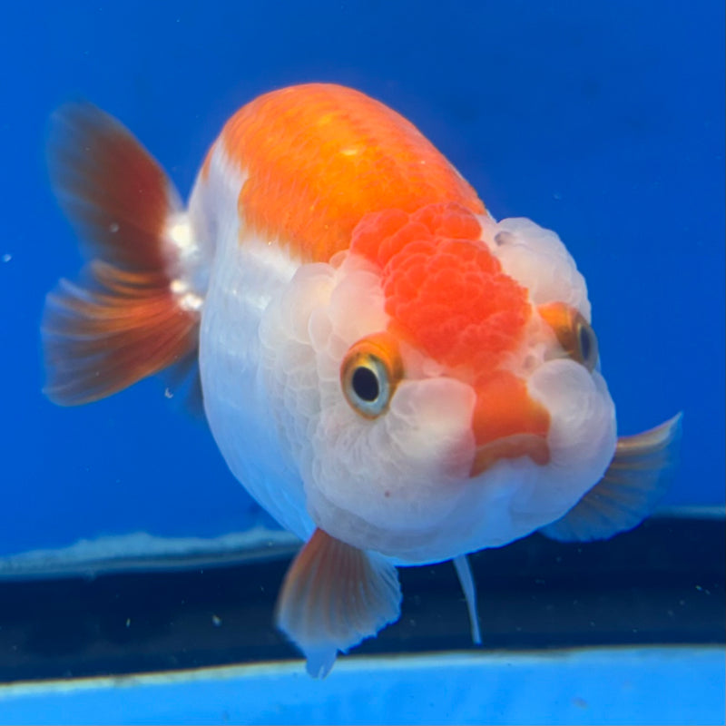 Thai Ranchu Red/White 3.5” Body Female(CK-830)R3A13