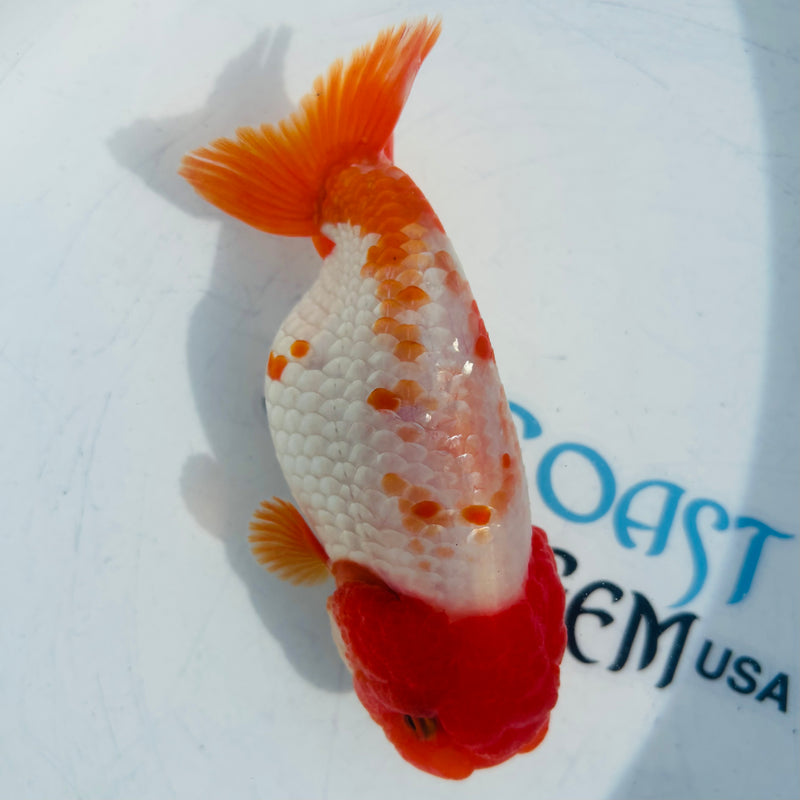 Live Fancy Goldfish Thai Ranchu AA Grade Top View Red & White Ranchu 3.5” Body Female(CK-877)BLUETUB1