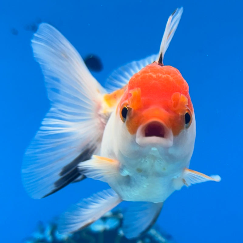 Thai Oranda Tri-Color 2.5” Body Female(CK-1288)R3B02