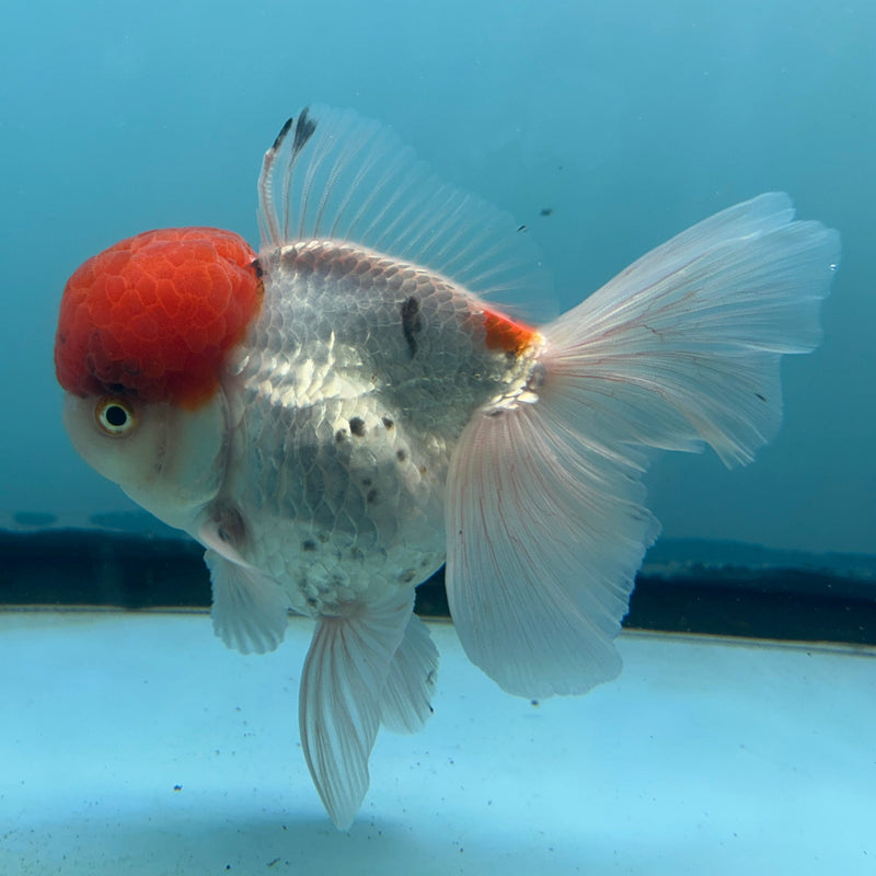 Live Premium Fancy Goldfish Thai Oranda Red Cap White Body Body Male 3.5” Body (JC-007) R1A06