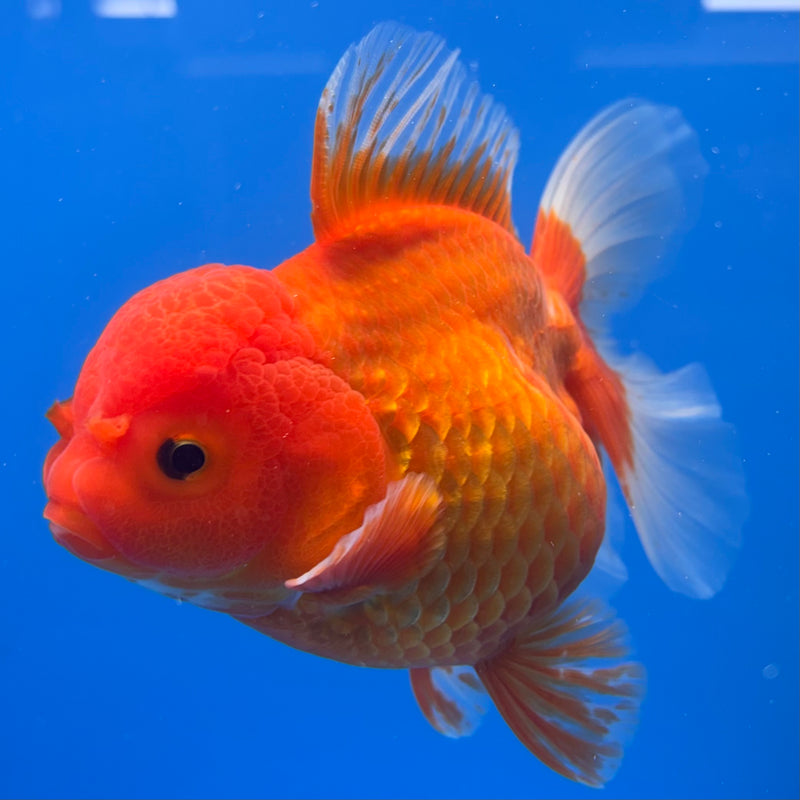Thai Oranda Red/White 4” Body Female(CK-813)R1A02