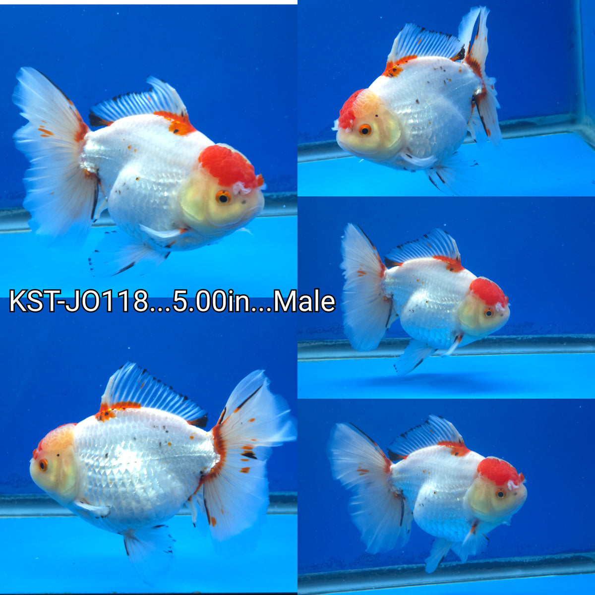 Fancy Goldfish for Sale | Buy Goldfish Online — Coast Gem USA