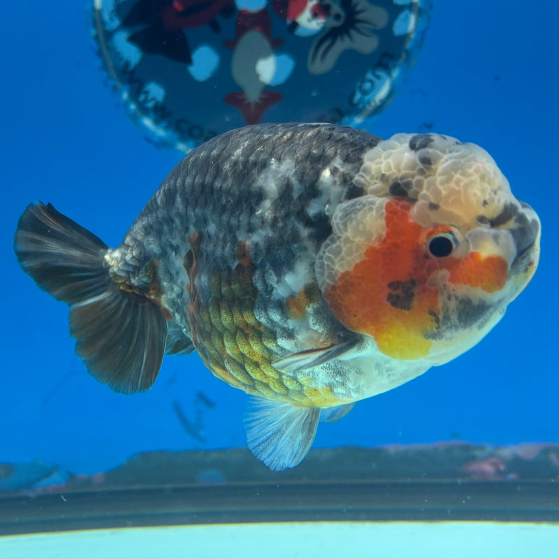 Thai Ranchu Apache Calico RARE 3.5" Body Male(CK-899)R1A10