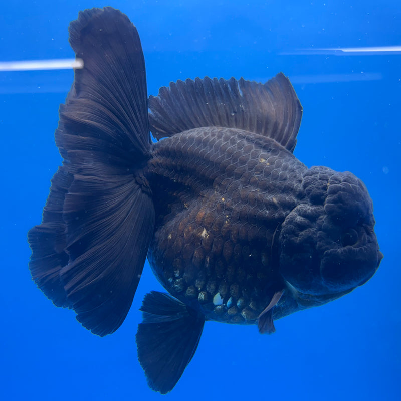Thai Oranda JUMBO Full Black 4” Body Female(QGF-CK-1345)BLUETUB1