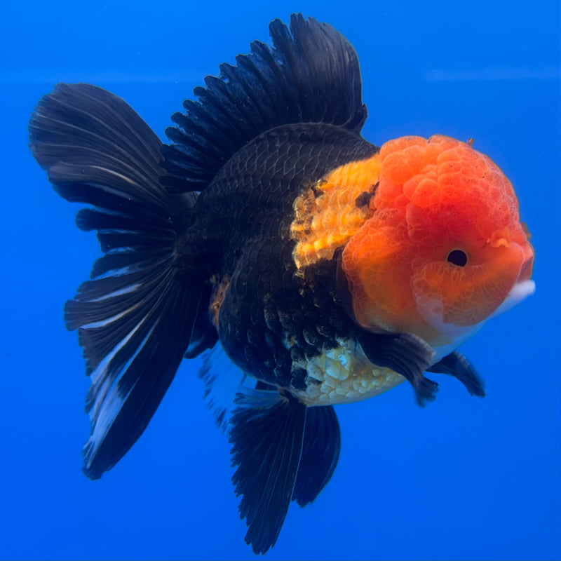 Thai Oranda Apache 3” Body Male(CK-1231)R1A11