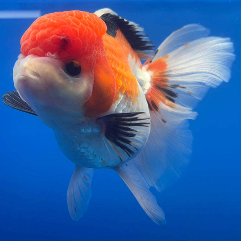 Thai Oranda Apache 3.5” Body Female(CK-792)R1A03