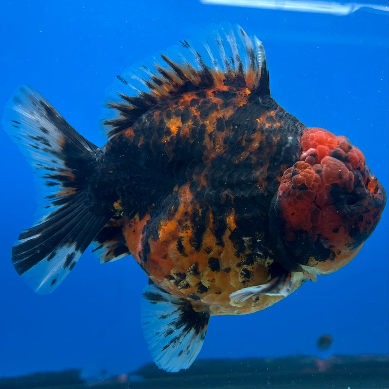 Thai Oranda Calico Tiger 3.5” Body Female(CK-1512)BLUETUB-D