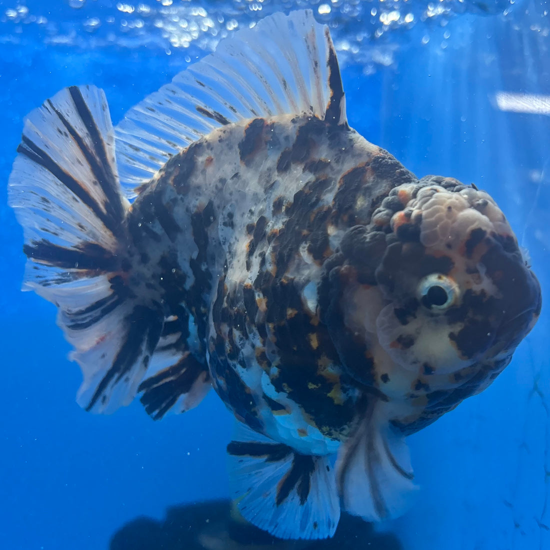Thai Oranda Tri-Color Tiger 4" Male(NKT-CK-1574)BLUETUB-B