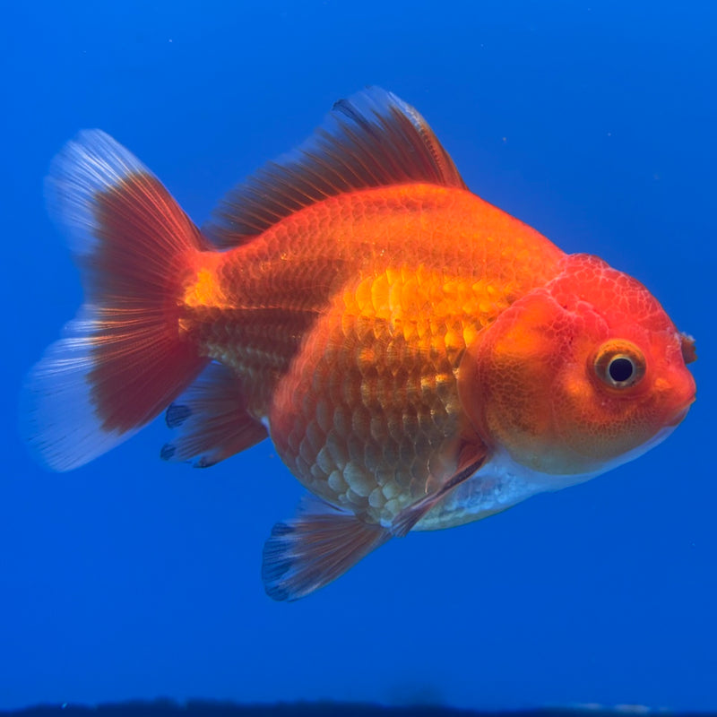 Thai Oranda Tri-Color 2.5” Body Male(CK-1003)R3B18