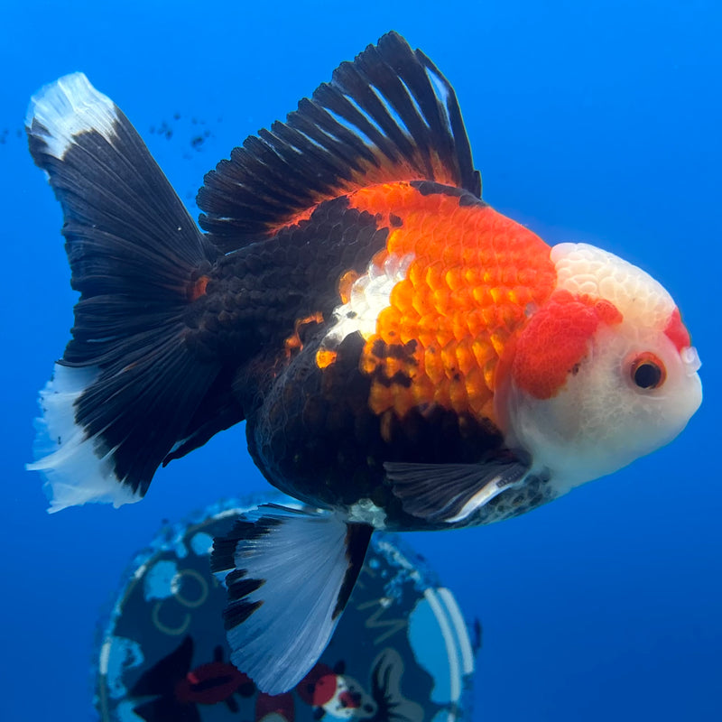 Thai Oranda Apache 3” Body Male(QGF-CK-1070)SHOWTANK