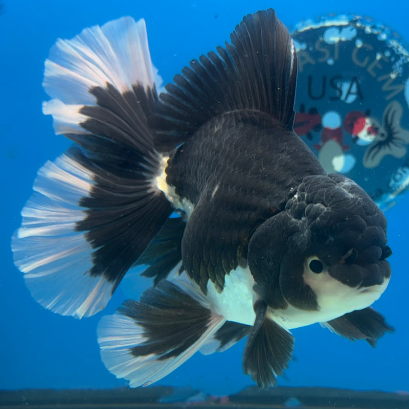 Thai Oranda Orchid Tail Panda 4.5” Male(BIN-CK-1068)SHOWTANK2