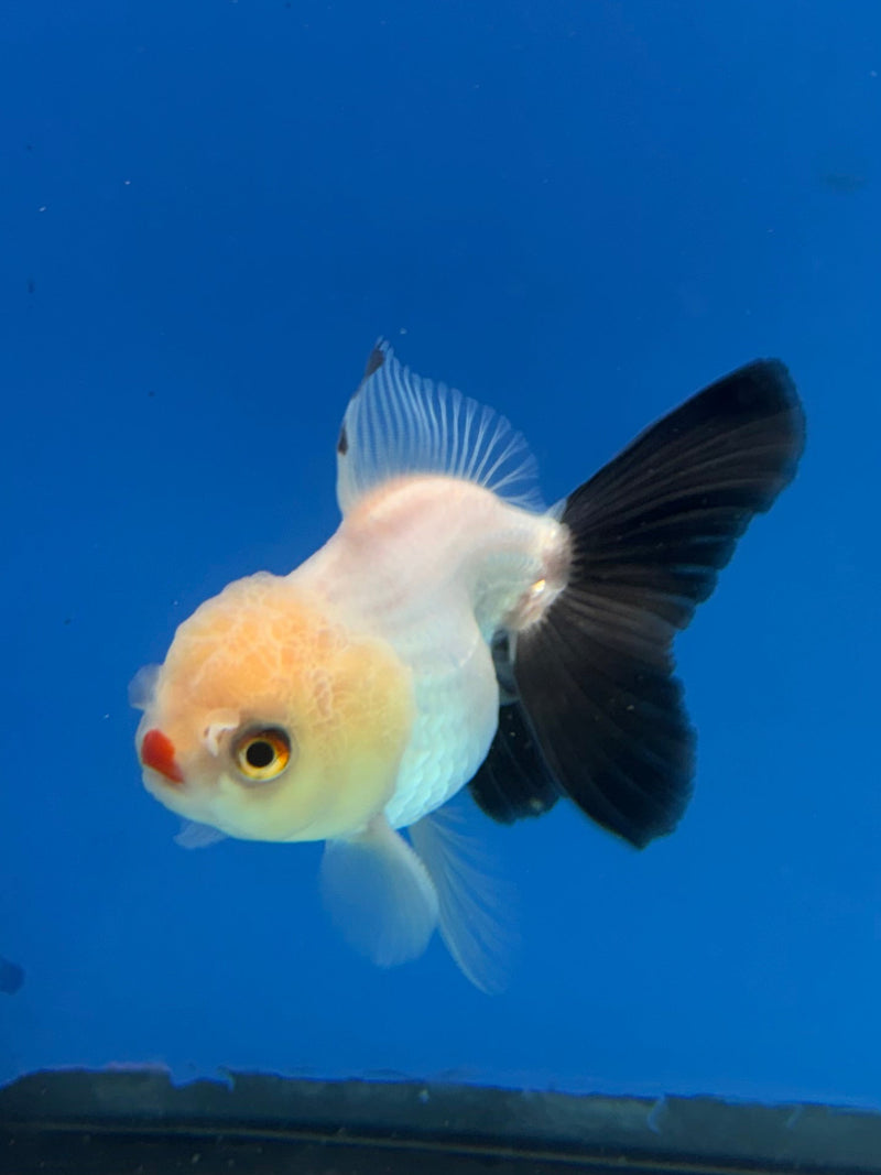 Thai Oranda Lemonhead 2.5” Male (FEB-314)R3B08