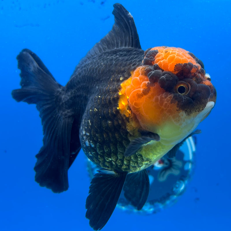 Thai Oranda Apache 3.5" Female(CK-1543)R2B06