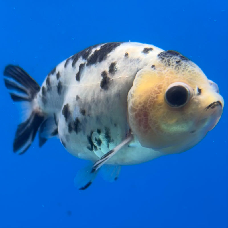 Thai Ranchu Calico 3” Body Female(CK-1389)R1A09