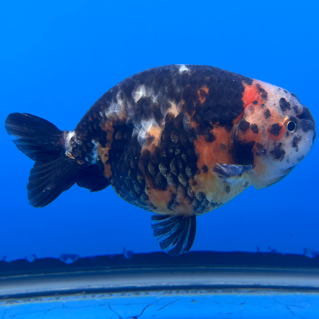 Chinese Ranchu Calico 4” Body Male(CK-1460)BLUETUBC