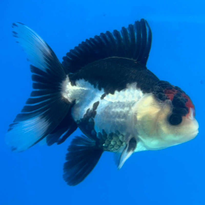 Thai Oranda Tri-Color 2.5" Male (CK-1523)R3B16