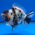 Thai Oranda Tri-Color Tiger 4" Male(NKT-CK-1568)BLUETUB-B
