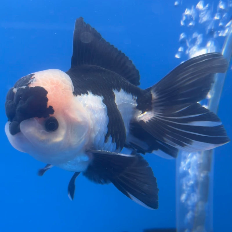 Thai Oranda Panda 3” Body Male(CK-1221)R1A09