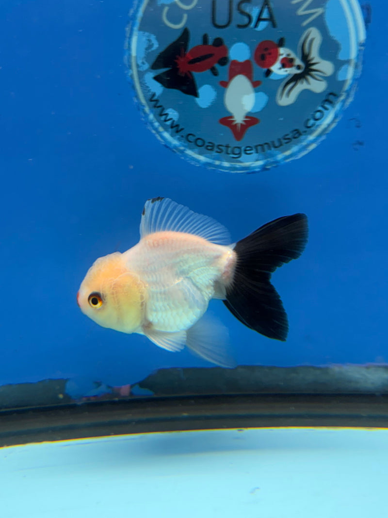 Thai Oranda Lemonhead 2.5” Male (FEB-314)R3B08