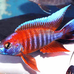 Live Freshwater Aquarium Red Jacob Peacock Cichlid (Aulonocara Jacobfreibergi)(CHD-118)U012