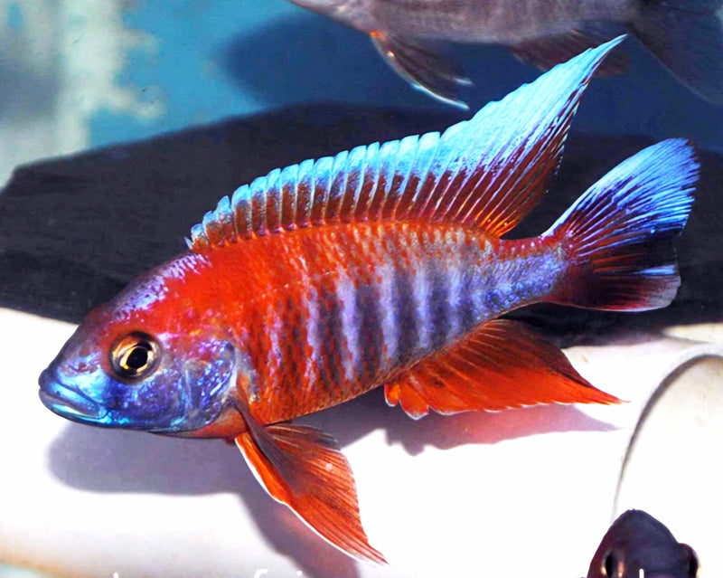 Live Freshwater Aquarium Red Jacob Peacock Cichlid (Aulonocara Jacobfreibergi)(CHD-118)U012