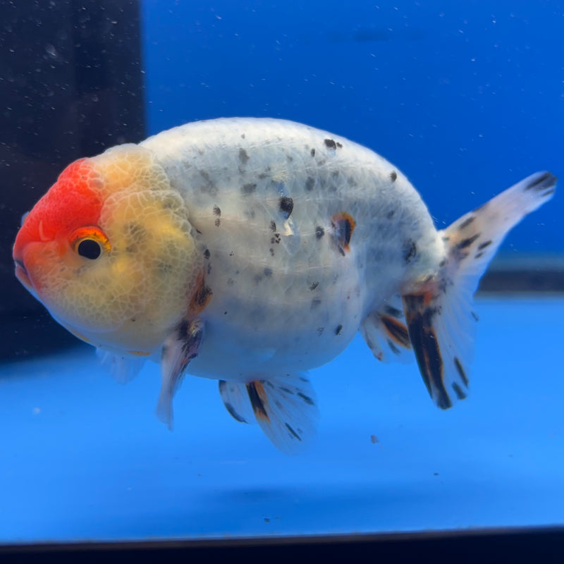 Thai Ranchu Tri-Color Calico 3.5” Body Male(CK-946)R2C03