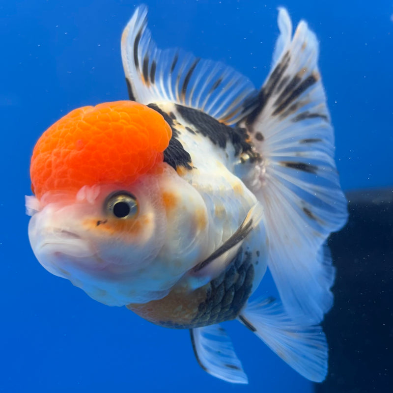 Thai Oranda Tri-Color 3.5” Body Female(CK-1382)R1B10