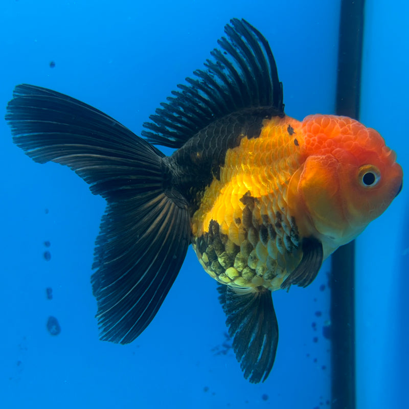 Thai Oranda Apache 3” Body Female(CK-958)R3B13
