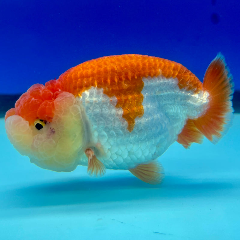 Thai Ranchu Red/White 3.5” Body Female(CK-1127)R1B05