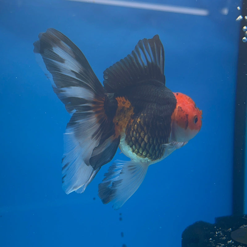 Thai Oranda Apache 3in Female (FEB-293)R2B05