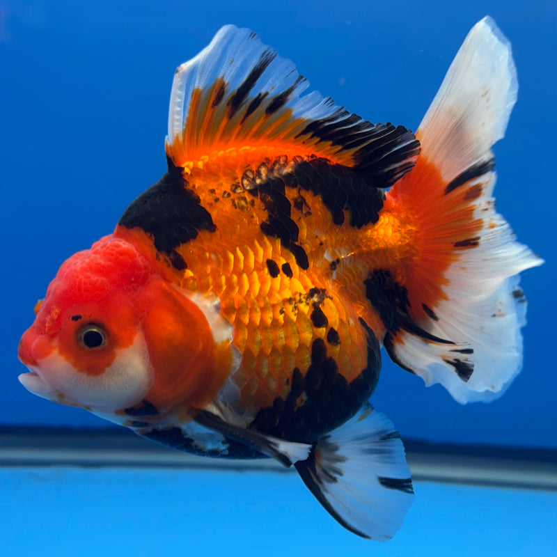 Thai Oranda JUMBO Apache 4” Body Male(QGF-CK-1324)BLUETUB1