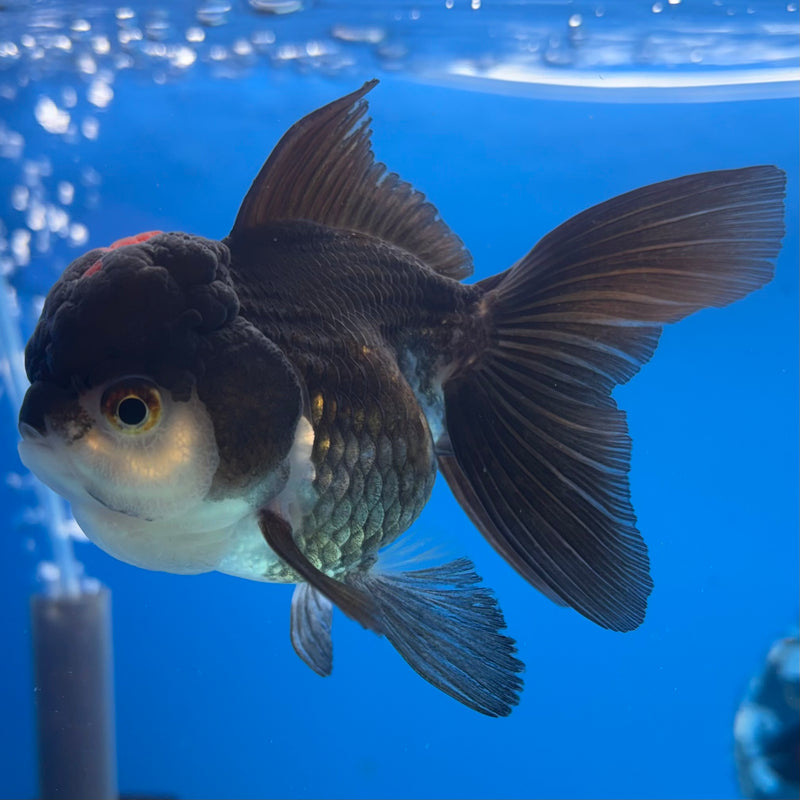 Thai Oranda Tri-Color 3” Body Female(CK-1138)R3A14