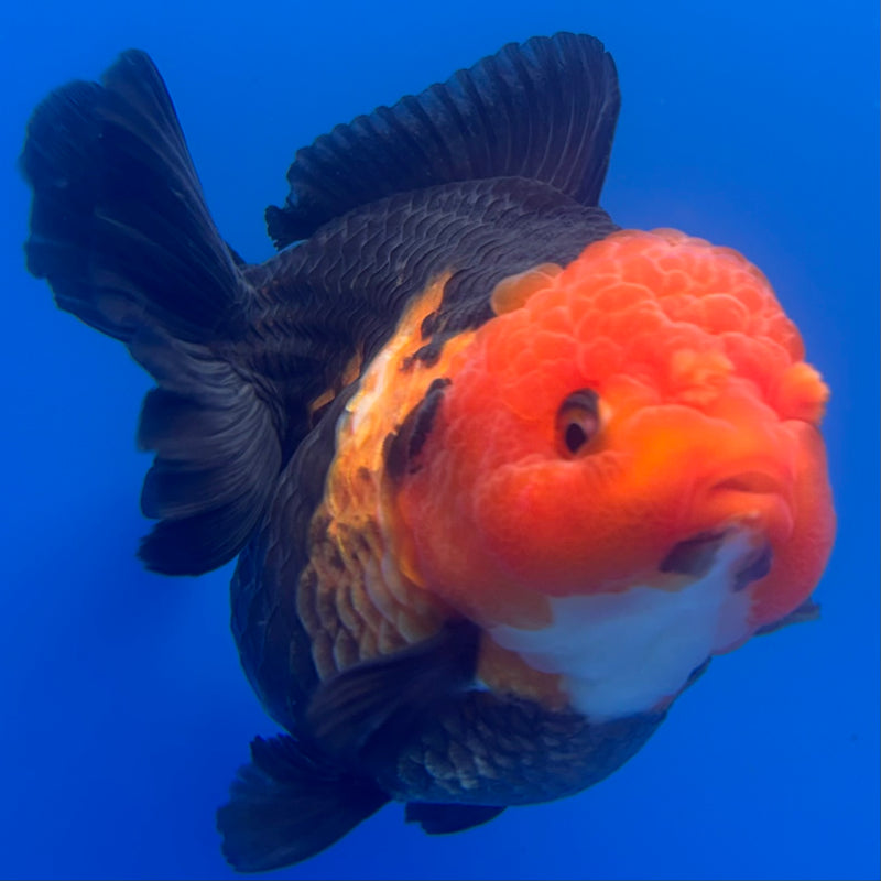Thai Premium Oranda Yuanbao Apache 4” Body Female(CK-776)R1BlueTub4
