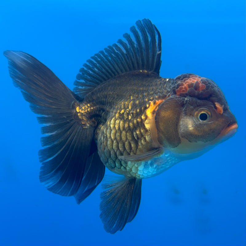 Thai Oranda Black Body Red Cap 3” Body Female(CK-700)R1B07