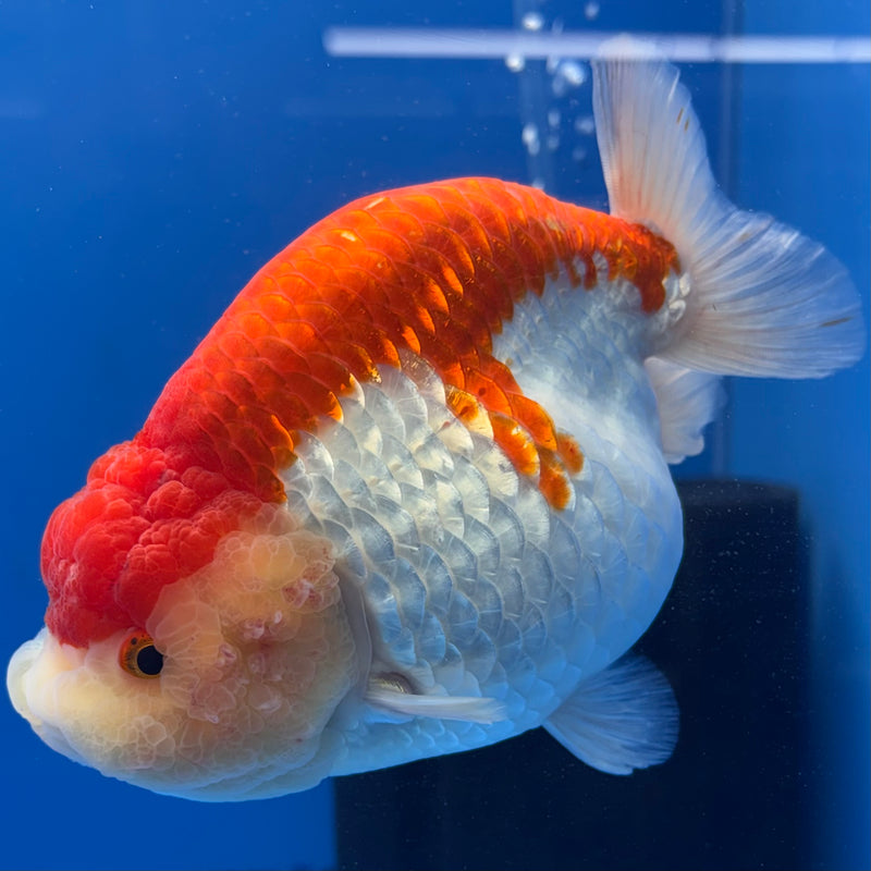 Thai Ranchu Lionchu Super Jumbo Red/White 5” Body Female(CK-762)SHOWTANK