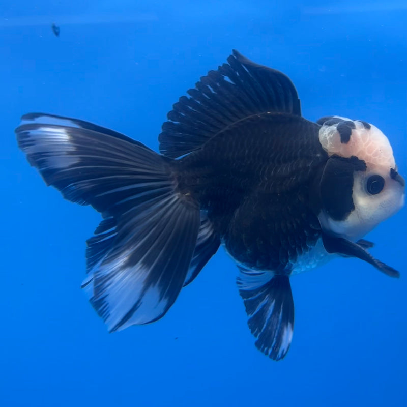 Thai Oranda Panda 3” Body Male(CK-1224)R1B08