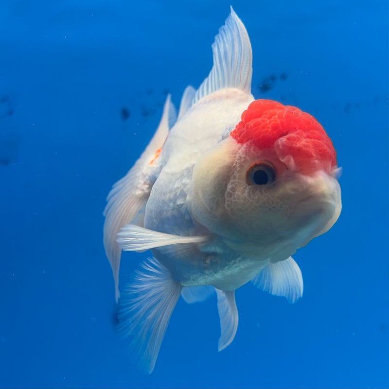 Thai Oranda White Body Red Cap 2.5” Body Male(CK-904)R3B14
