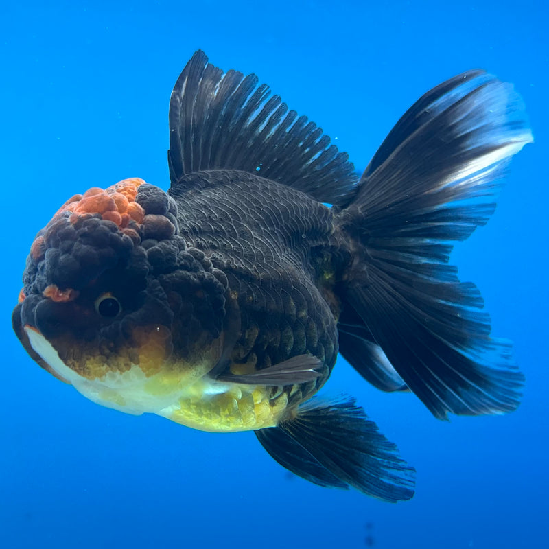 Thai Oranda Apache 2.5” Body Female(CK-980)R3B09