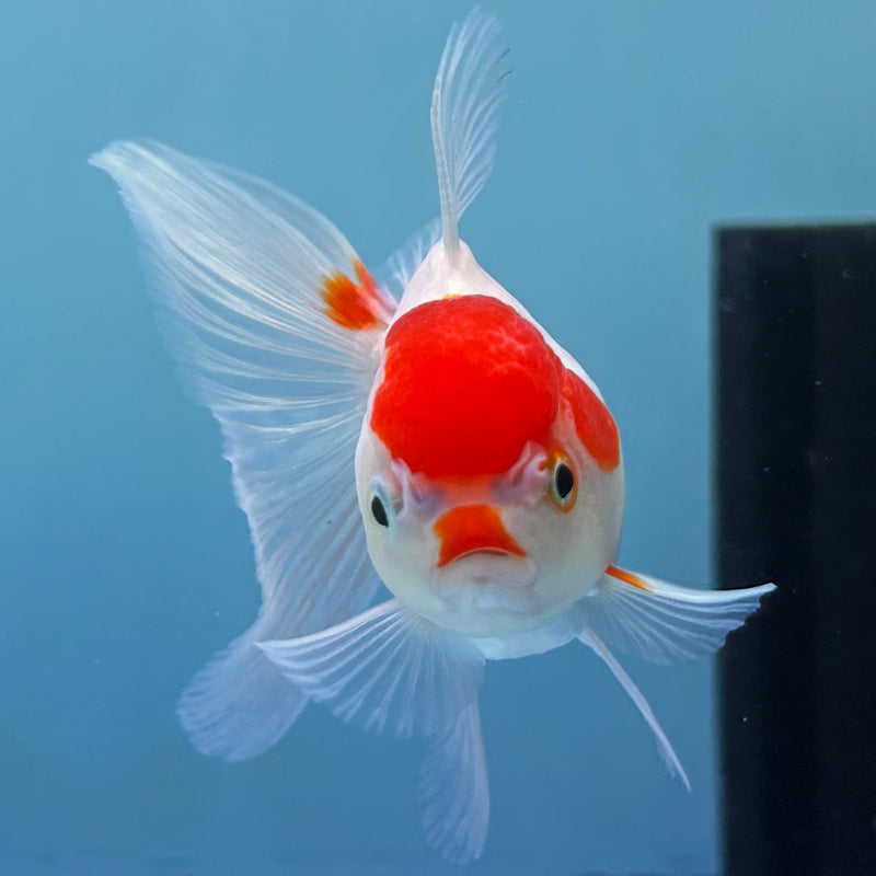 Thai Red-Cap Oranda 2“ Body Female (JCD-134)R4B12