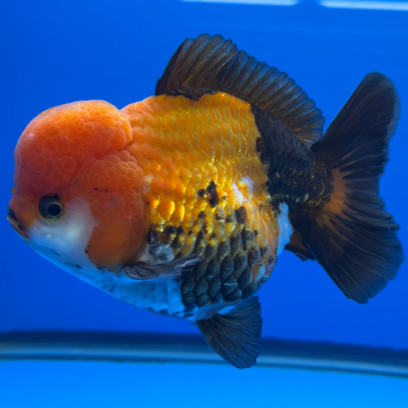 Thai Premium Oranda Yuanbao Apache 4” Body Male(CK-760)R1BlueTub4