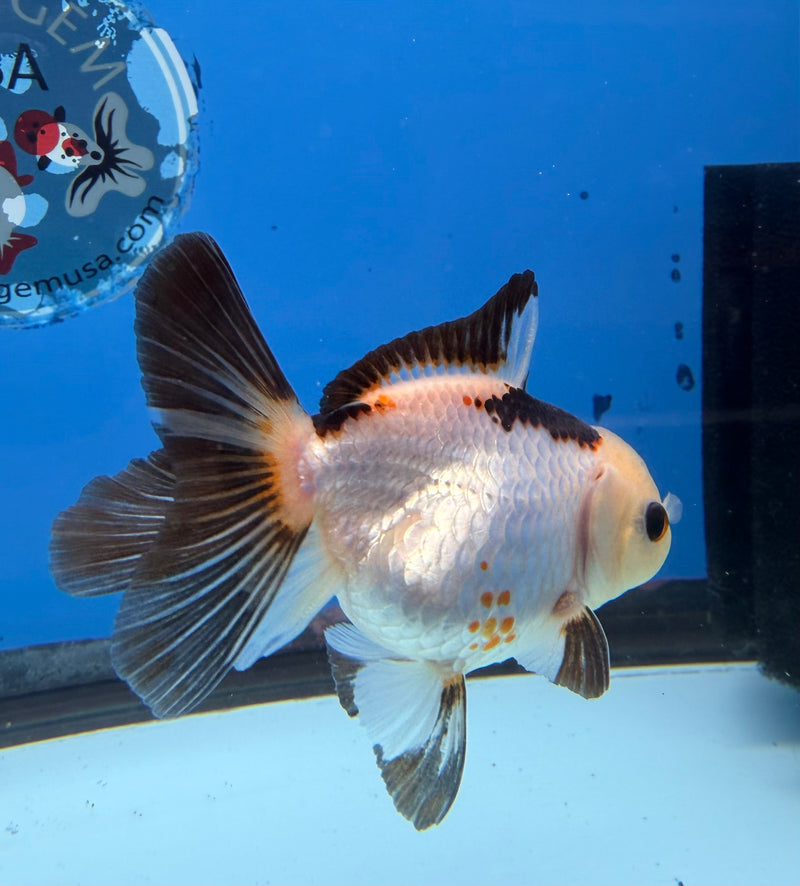 Thai Oranda Lemonhead Tri-Color 2.5” Female (FEB-273)R3A09