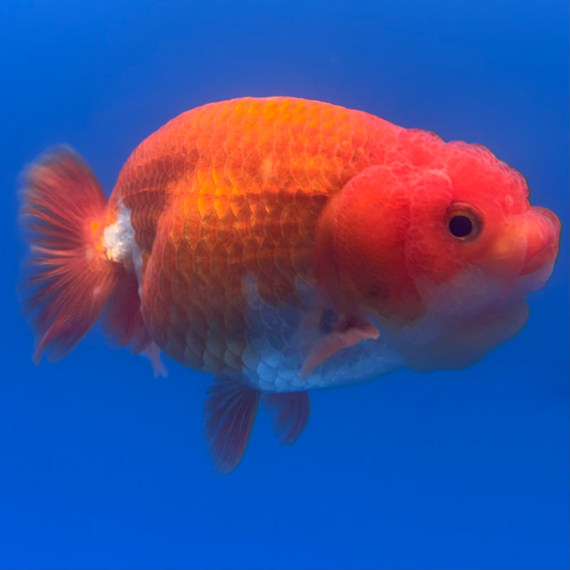 Thai Ranchu Red/White 3” Body Male(CK-827)R3A13