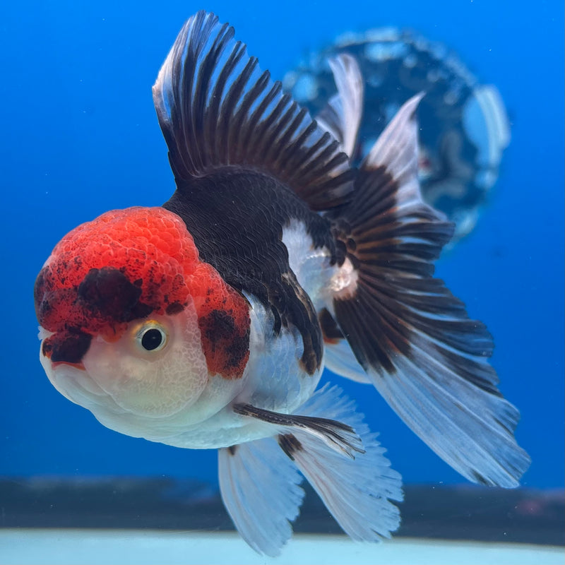 Thai Oranda Tri-Color 3.5” Body Male(CK-934)R1BLUETUB4