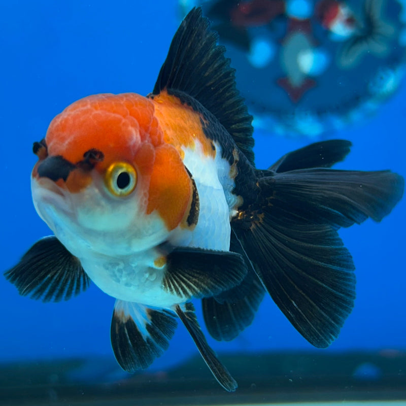 Thai Tri-Color Oranda 2”Body Male (JCD-167)R3B23