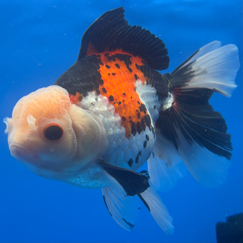 Thai Oranda JUMBO Tri-Color/Apache 5” Body Female(QGF-CK-1317)BLUETUB1