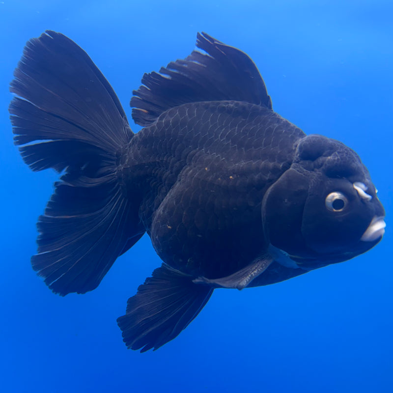 Thai Oranda JUMBO Panda 4.5” Body Male(QGF-CK-1334)BLUETUB1